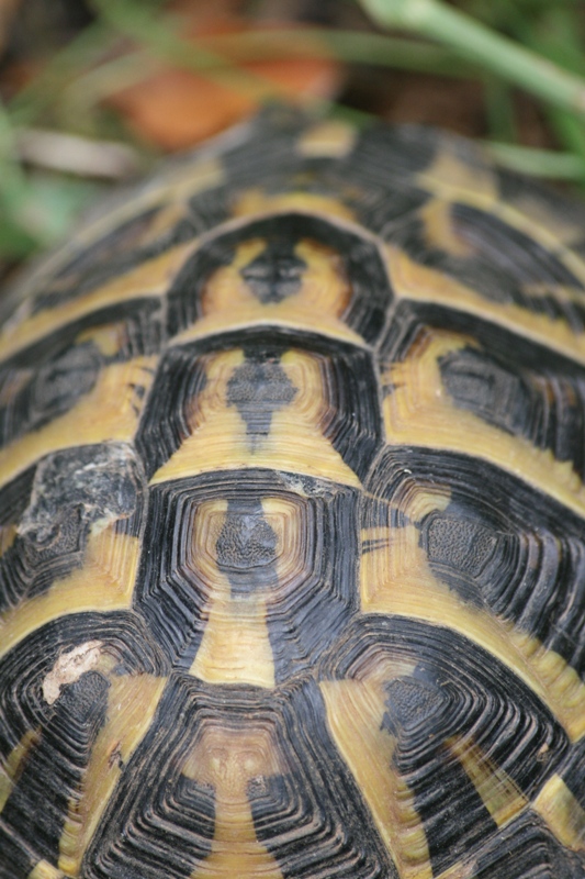 Testudo hermanni hermanni